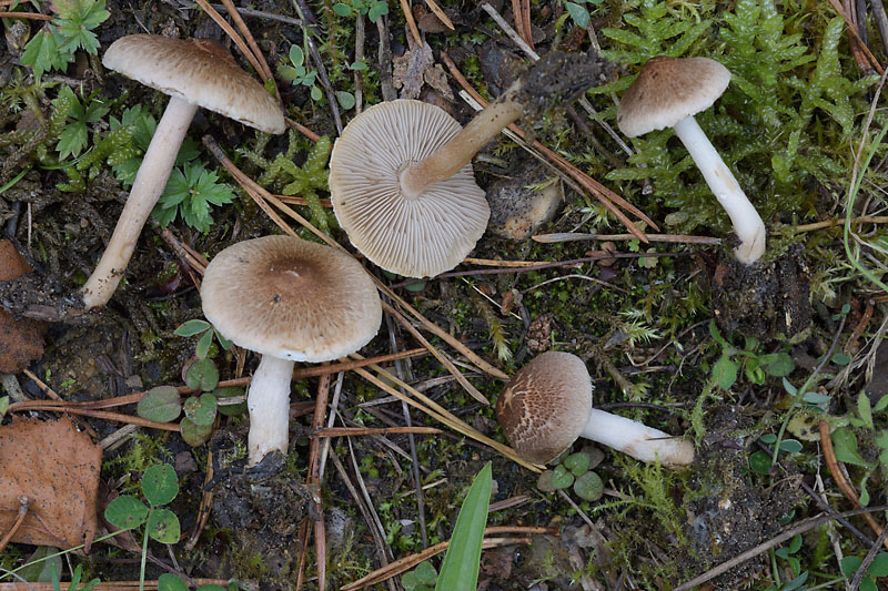 Inocybe flocculosa